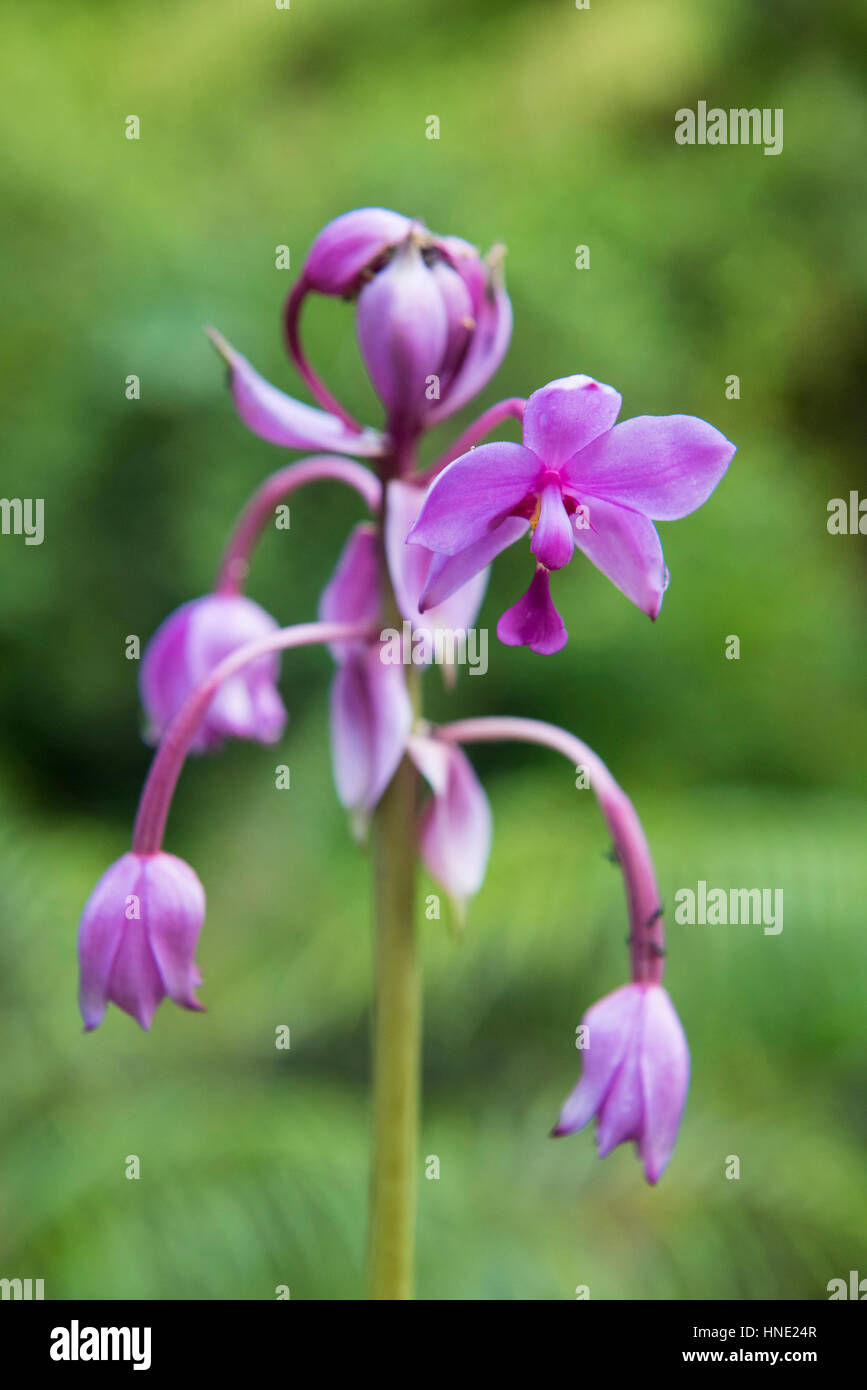 Orchid, Sinharaja Forest Reserve, Sri Lanka Stock Photo