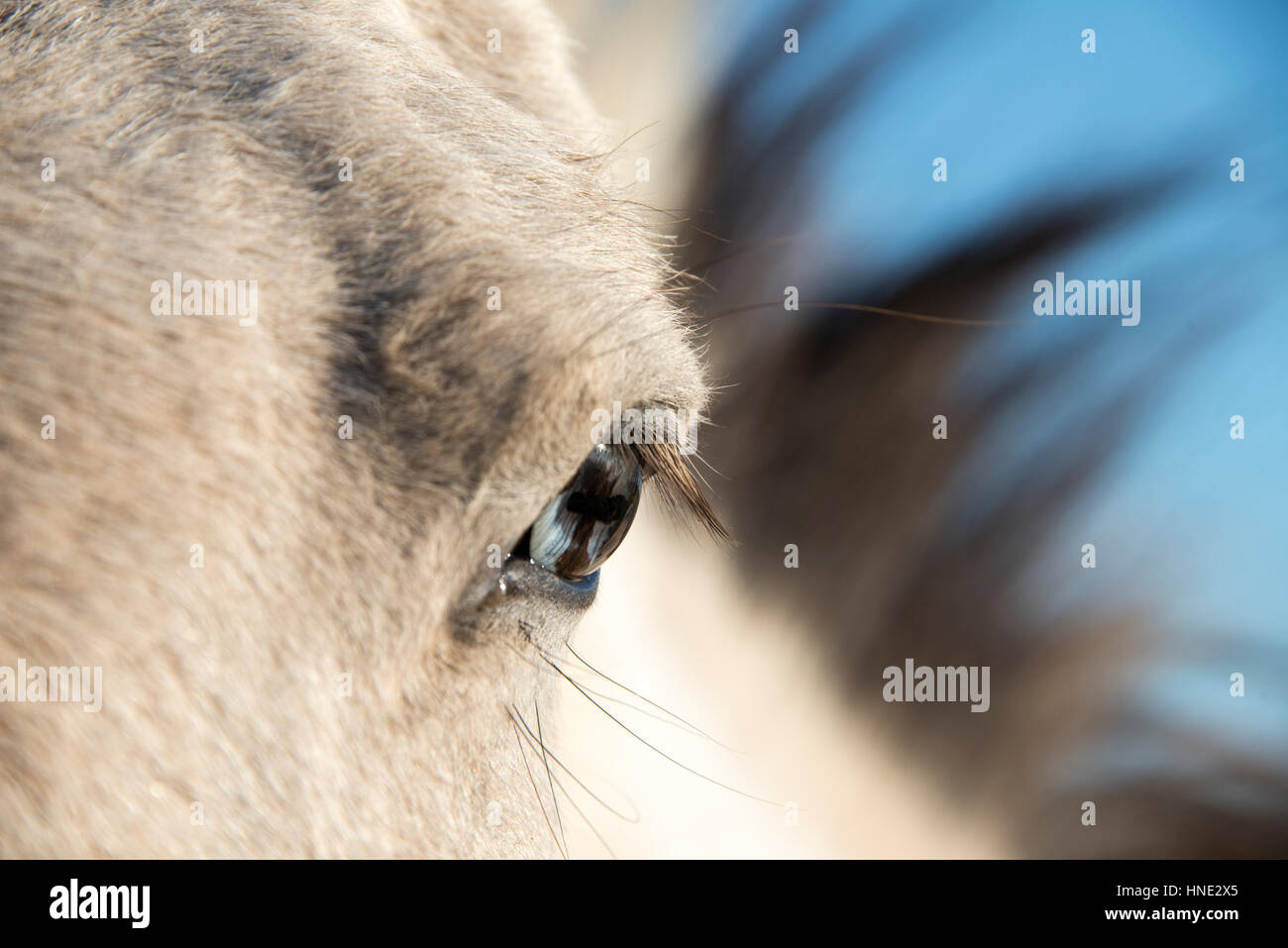 Close up a horse with a  wall eye Stock Photo