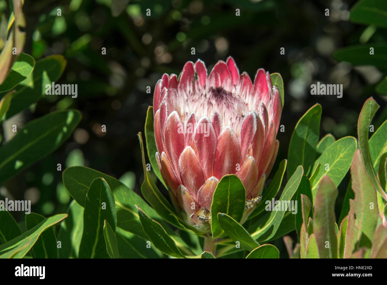 A king protea  Protea cynaroides  in Hermanus, South Africa Stock Photo
