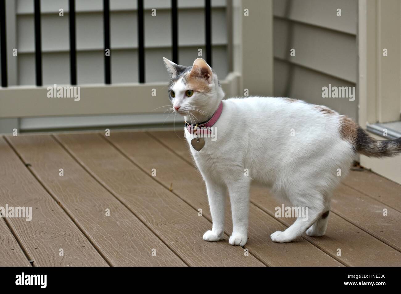 Pretty calico cat (Felis catus) looking out from the deck of a home Stock Photo