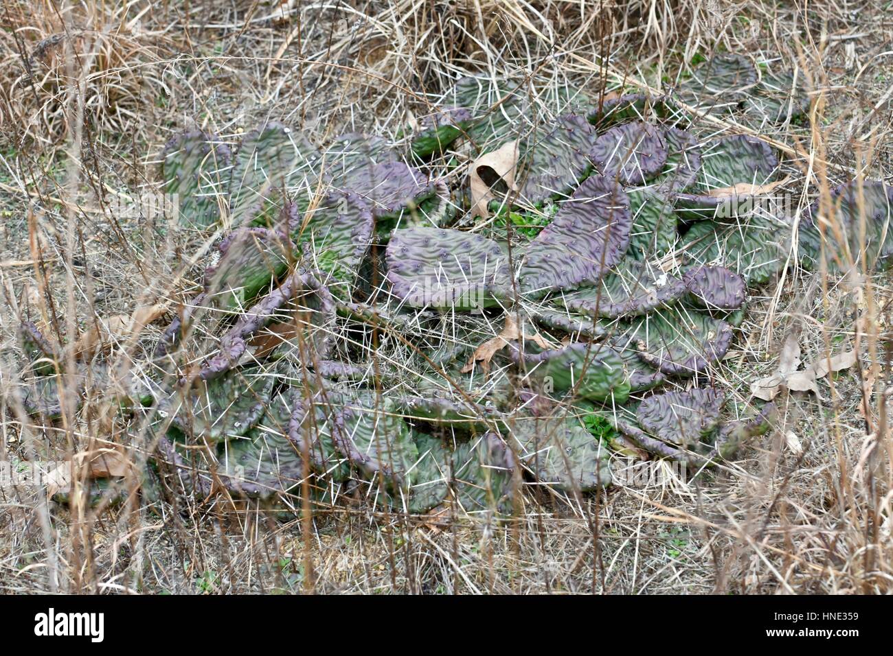 Prickly pear cactus (Opuntia humifusa) during the winter season Stock
