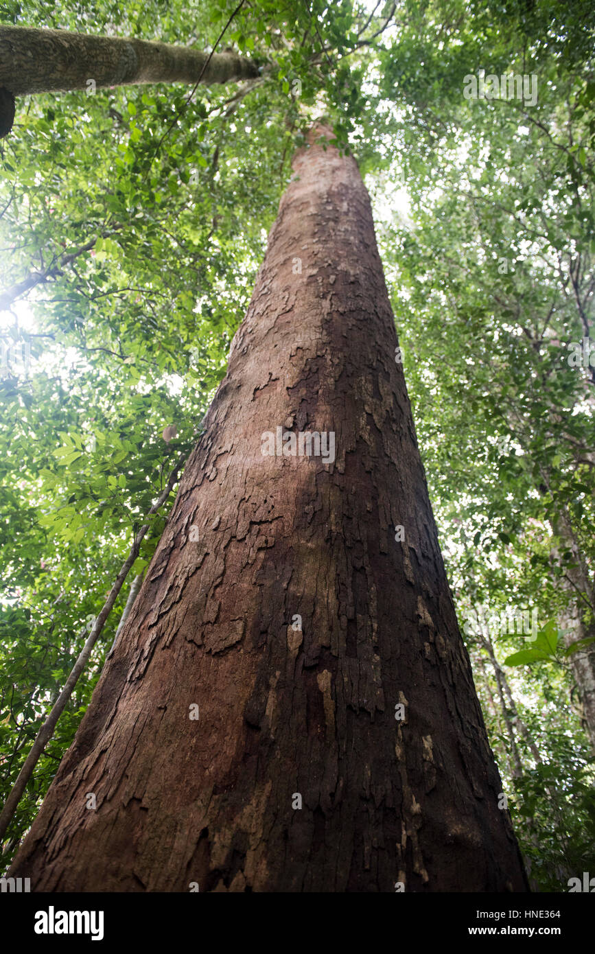 Nawada tree trunk, Sharea stipularis, Sinharaja Forest Reserve, endemic to Sri Lanka Stock Photo