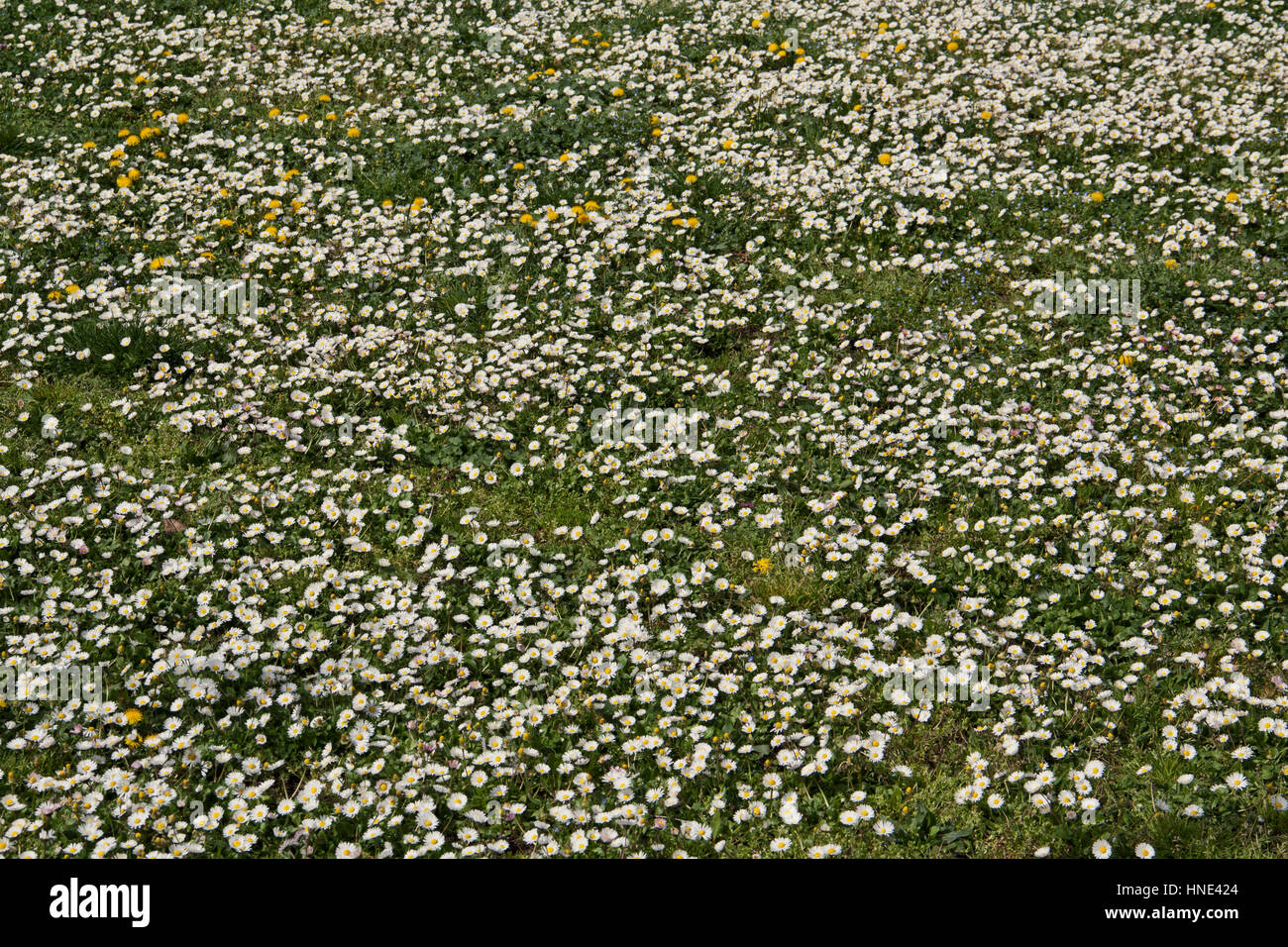 Bloomed Meadow Stock Photo