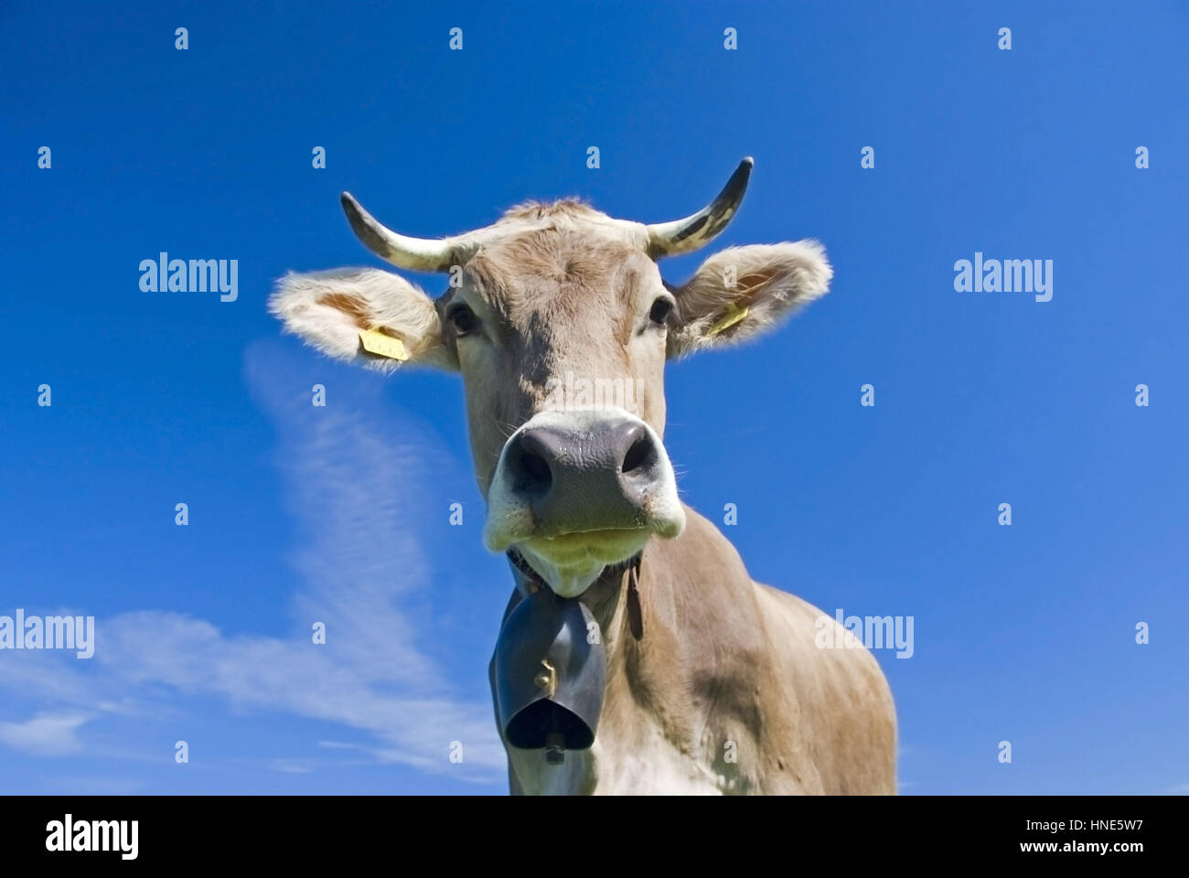 Kuh mit Kuhglocke - cow Stock Photo - Alamy
