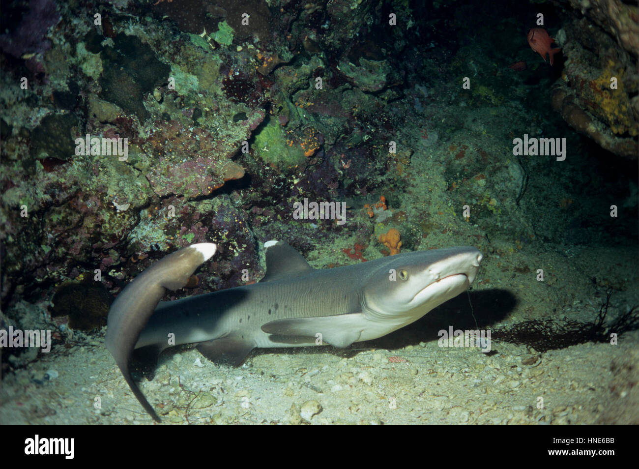 This white-tip shark (Triaenodon obesus) had broken free from a fishing line, which is visible in the picture. Photographed in the Egyptian Red Sea. Stock Photo