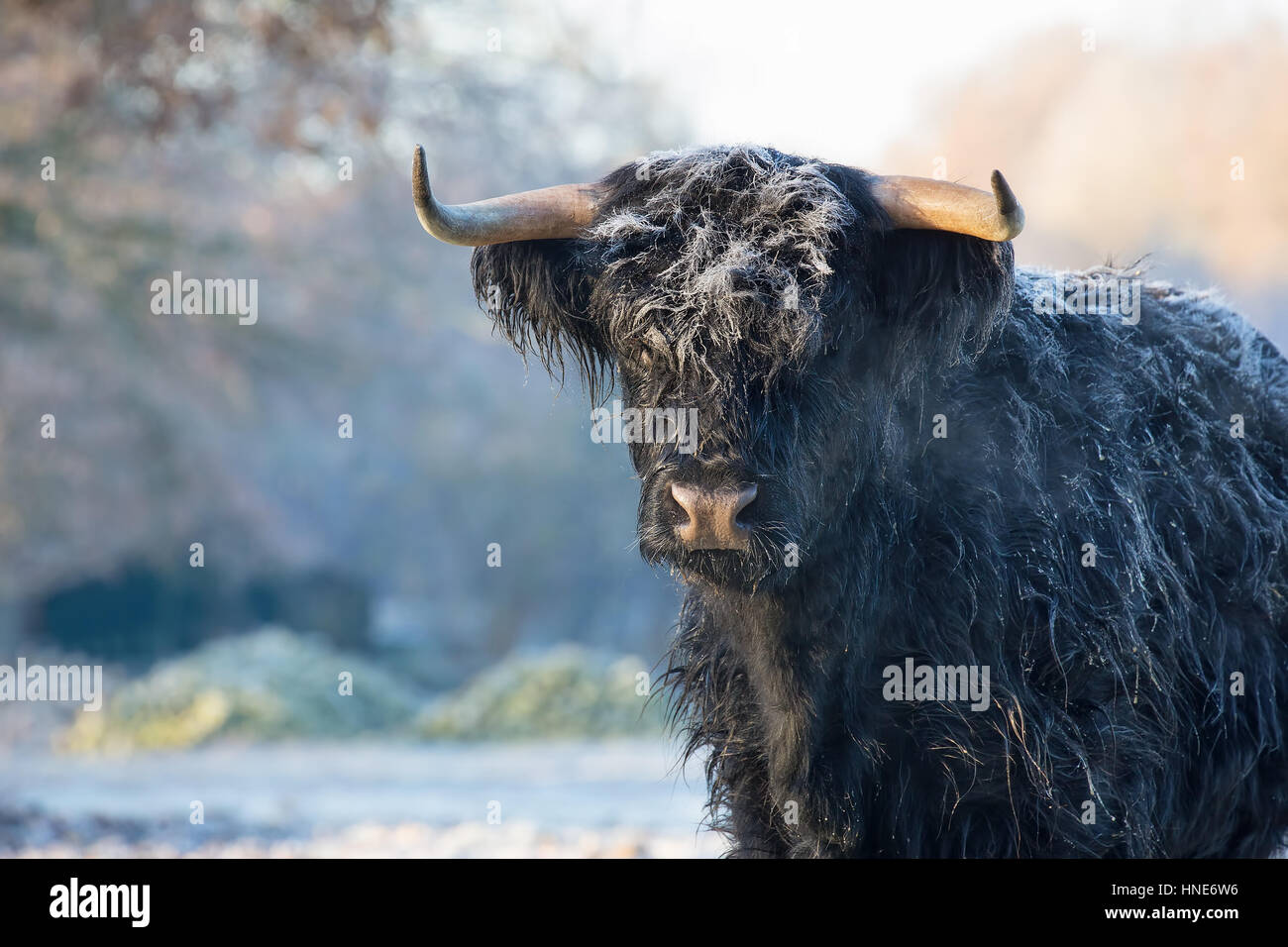 Black scottish highlander cow in frozen meadow Stock Photo