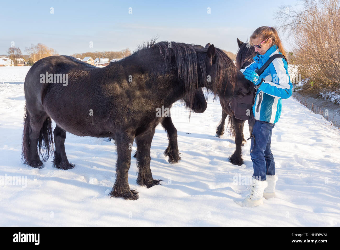 Caucasian woman petting black frisian horse in winter snow Stock Photo