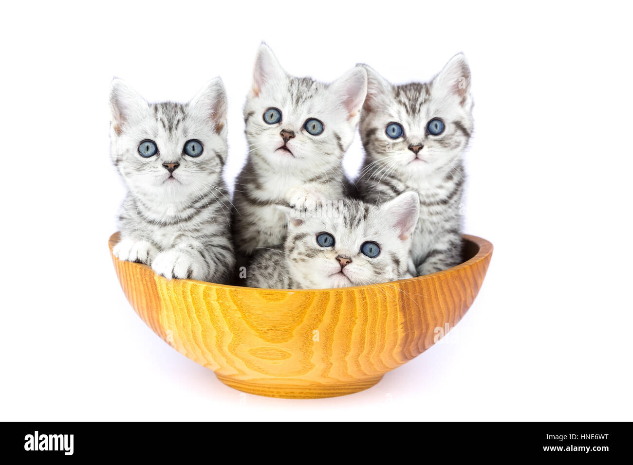 Four young kittens sitting in wooden bowl isolated on white background Stock Photo