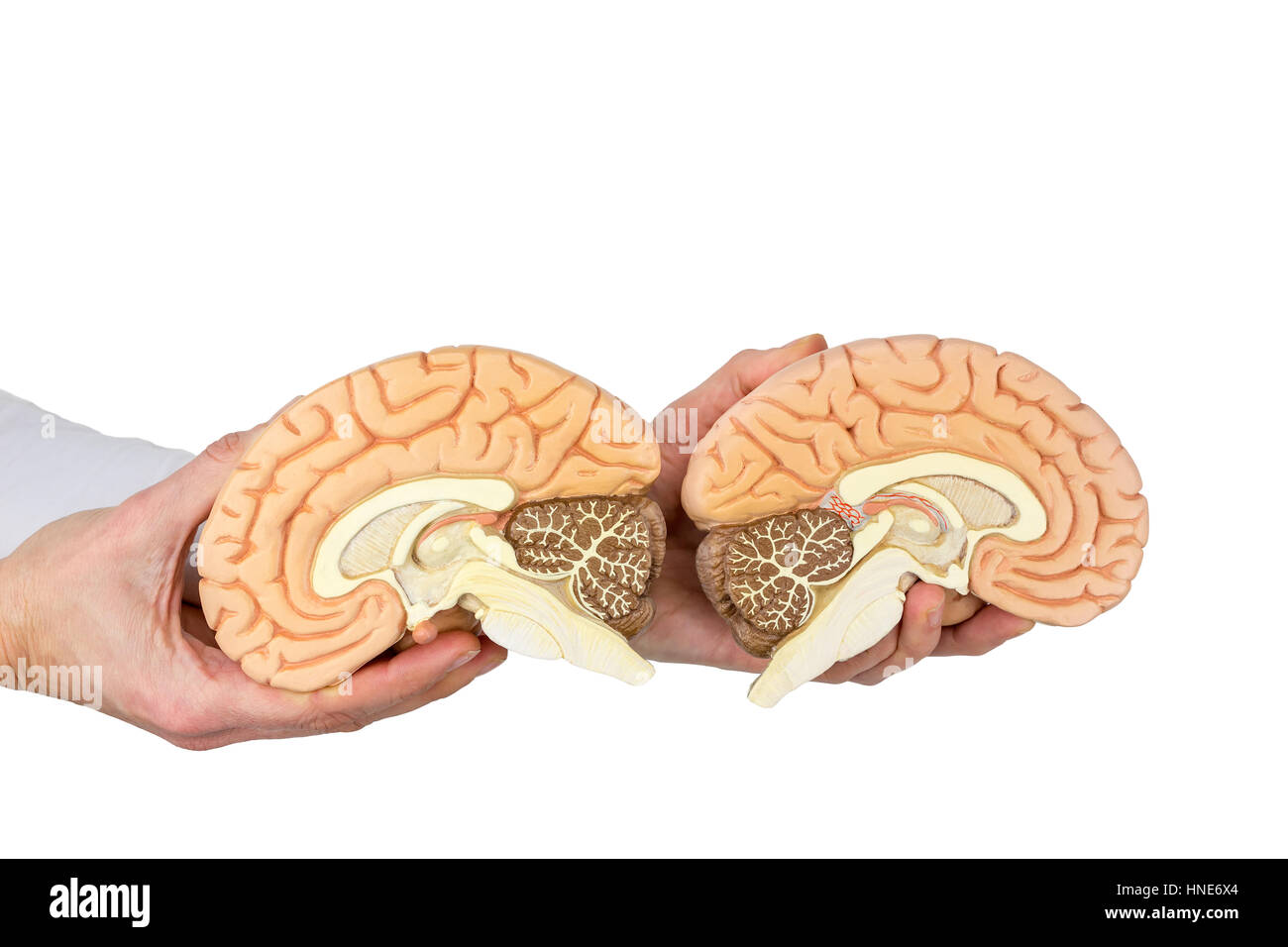 Hands holding models human brain hemispheres isolated on white background Stock Photo