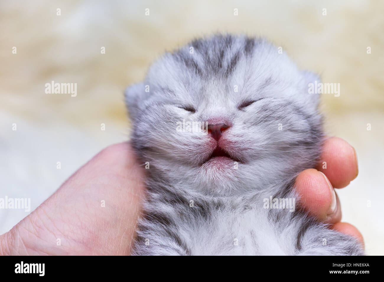 Close up head newborn short hair silver tabby cat sleeping on hand Stock Photo