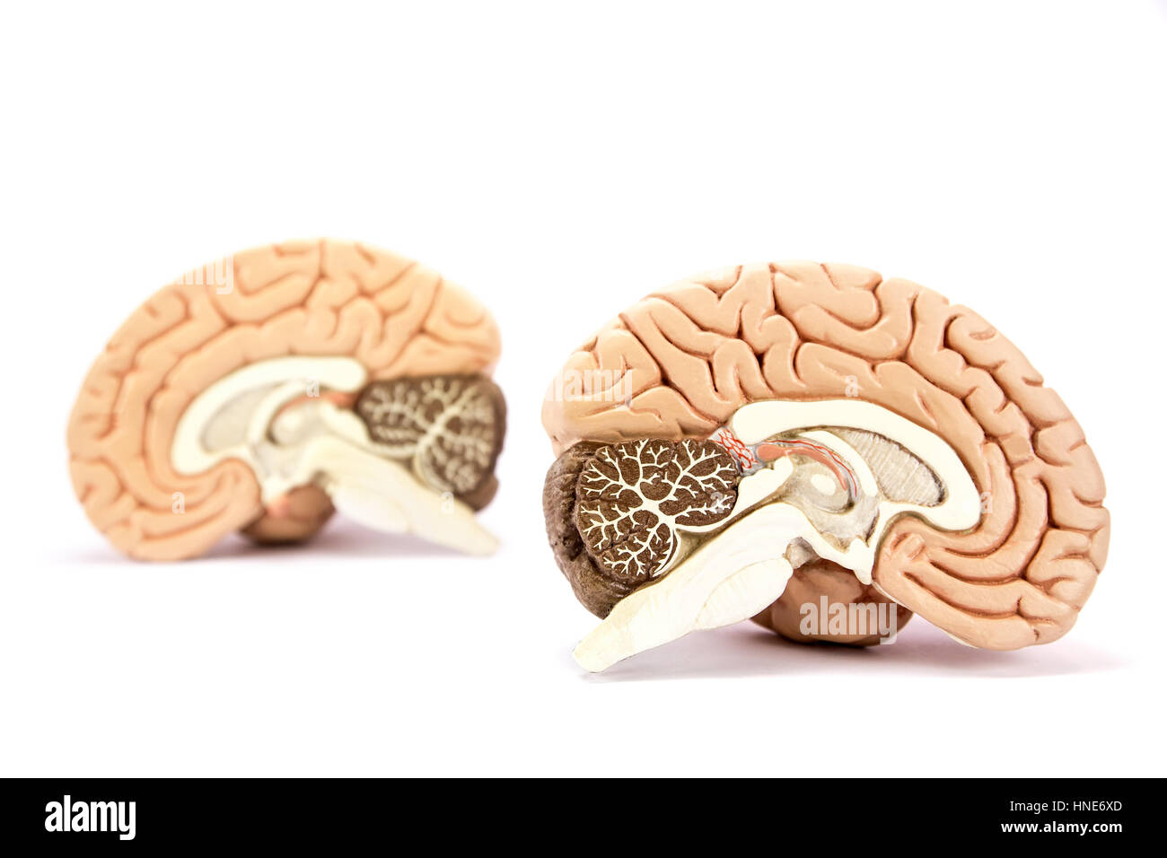 Two human brain hemispheres models isolated on white background Stock Photo