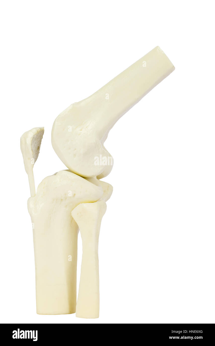 Knee joint model of human leg isolated on white background Stock Photo