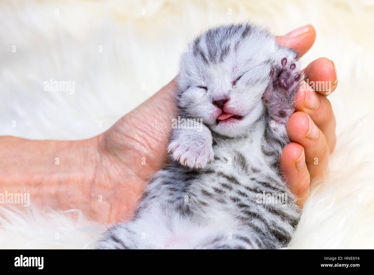 Newborn british shorthair silver tabby spotted kitten lying sleeping in hand on fur Stock Photo