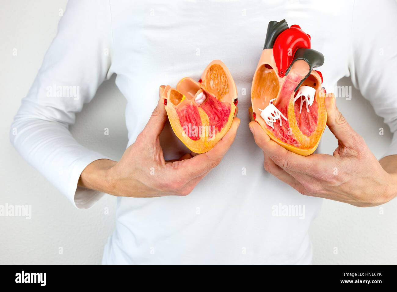 Woman holds open model heart at white body Stock Photo