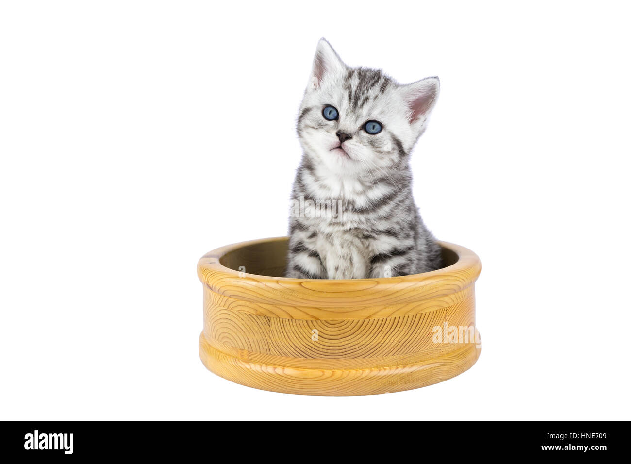 Young silver tabby cat sitting in wooden bowl isolated on white background Stock Photo