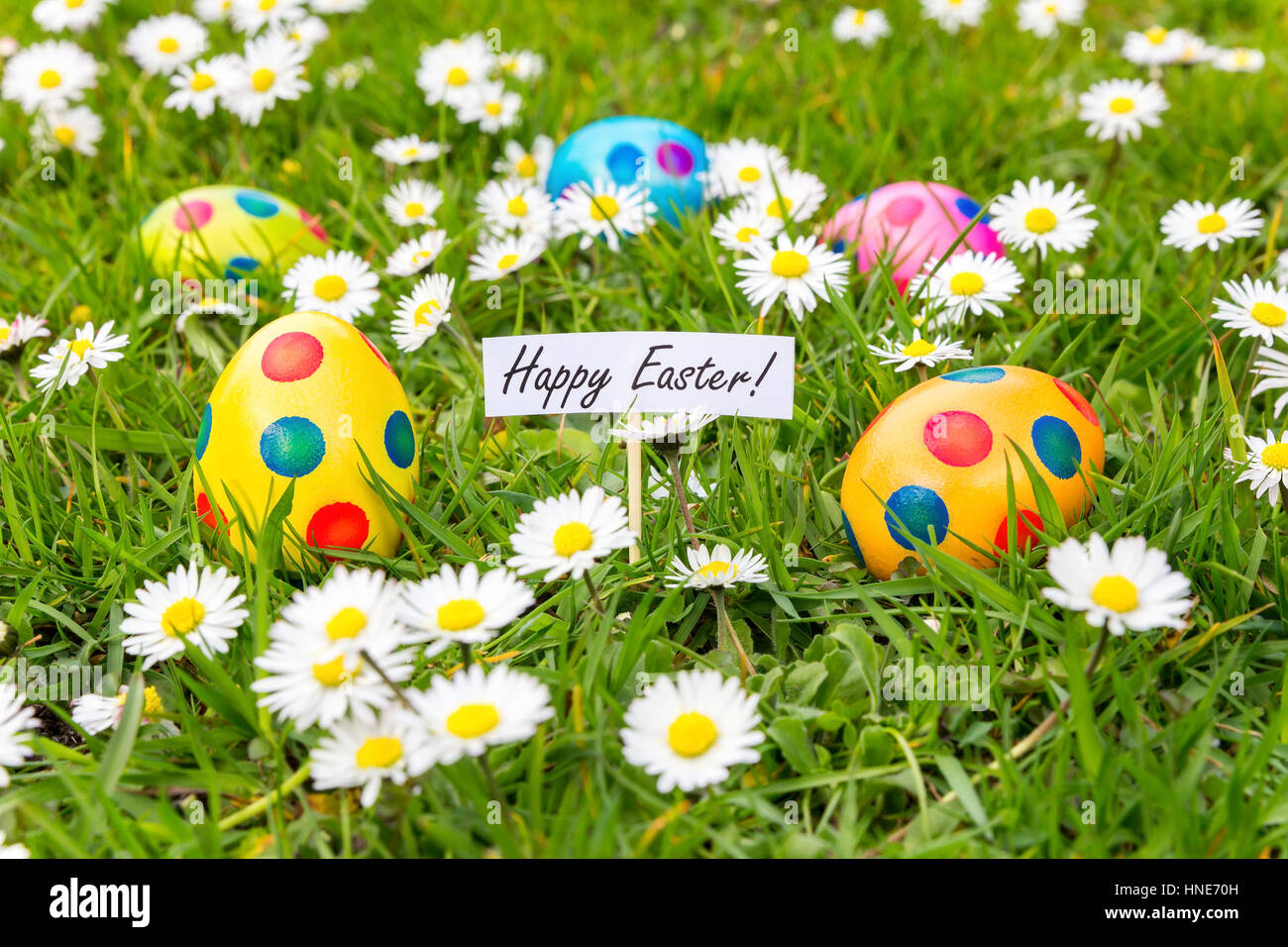 Painted colorful Easter eggs in grass with blooming daisies in spring season Stock Photo