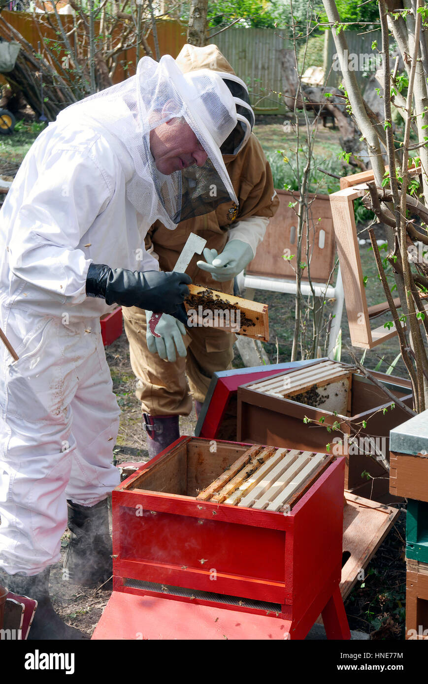 united kingdom london ealing urban beekeeping in back garden Stock Photo