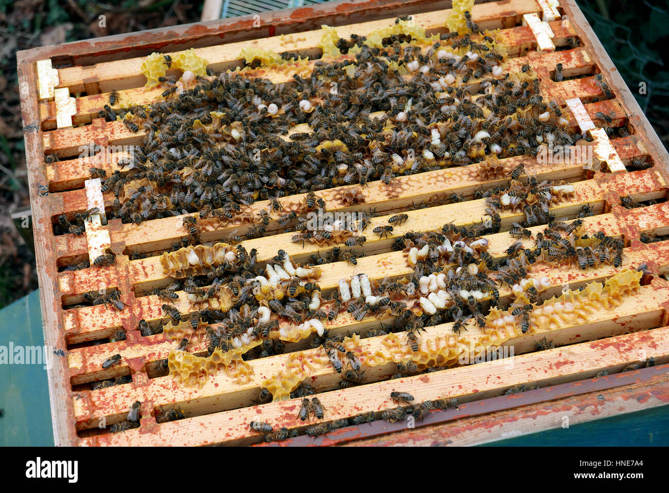 united kingdom london ealing urban beekeeping in back garden Stock Photo