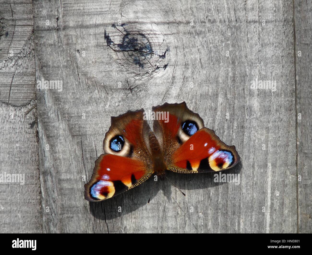 Beautiful delicate peacock butterfly with wings open perched on background of grainy wood giving ample space for text Stock Photo