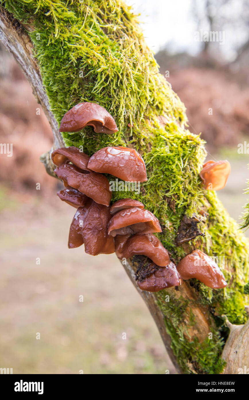 Jelly ear fungus (Auricularia auricula-judae), also known as Jew's ear or Judas's ear, growing on a dead tree Stock Photo