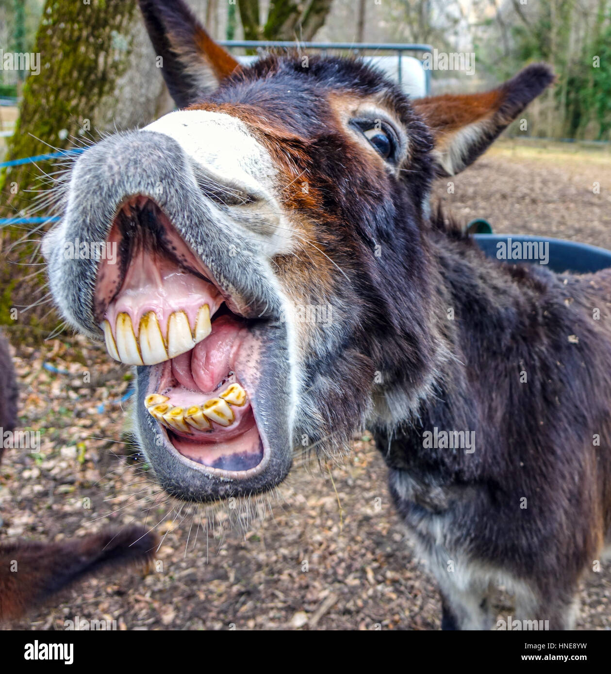 donkey smiling with teeth