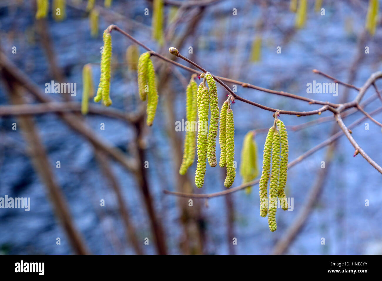 Catkins on branch, sign of spring Stock Photo