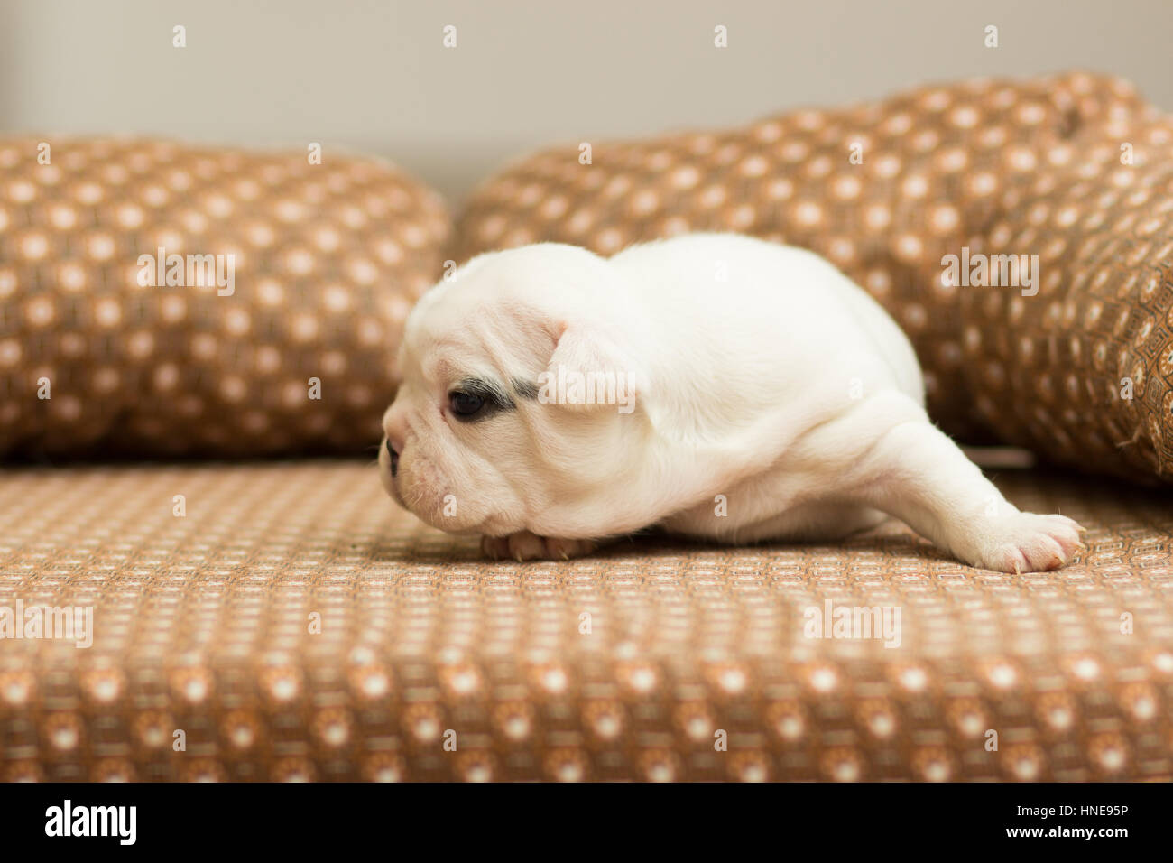White little french bulldog puppy lies on a couch Stock Photo Alamy