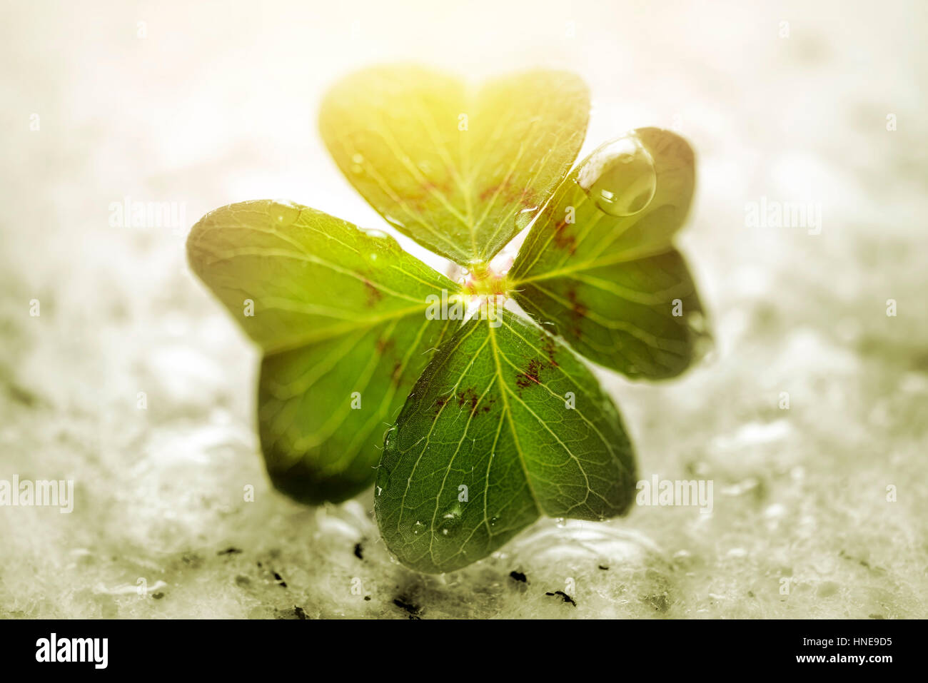 4-leaved cloverleaf, four-leafed clover (Oxalis tetraphylla), luck symbol, Vierblättriges Kleeblatt, Glücksklee (Oxalis tetraphylla), Glückssymbol Stock Photo