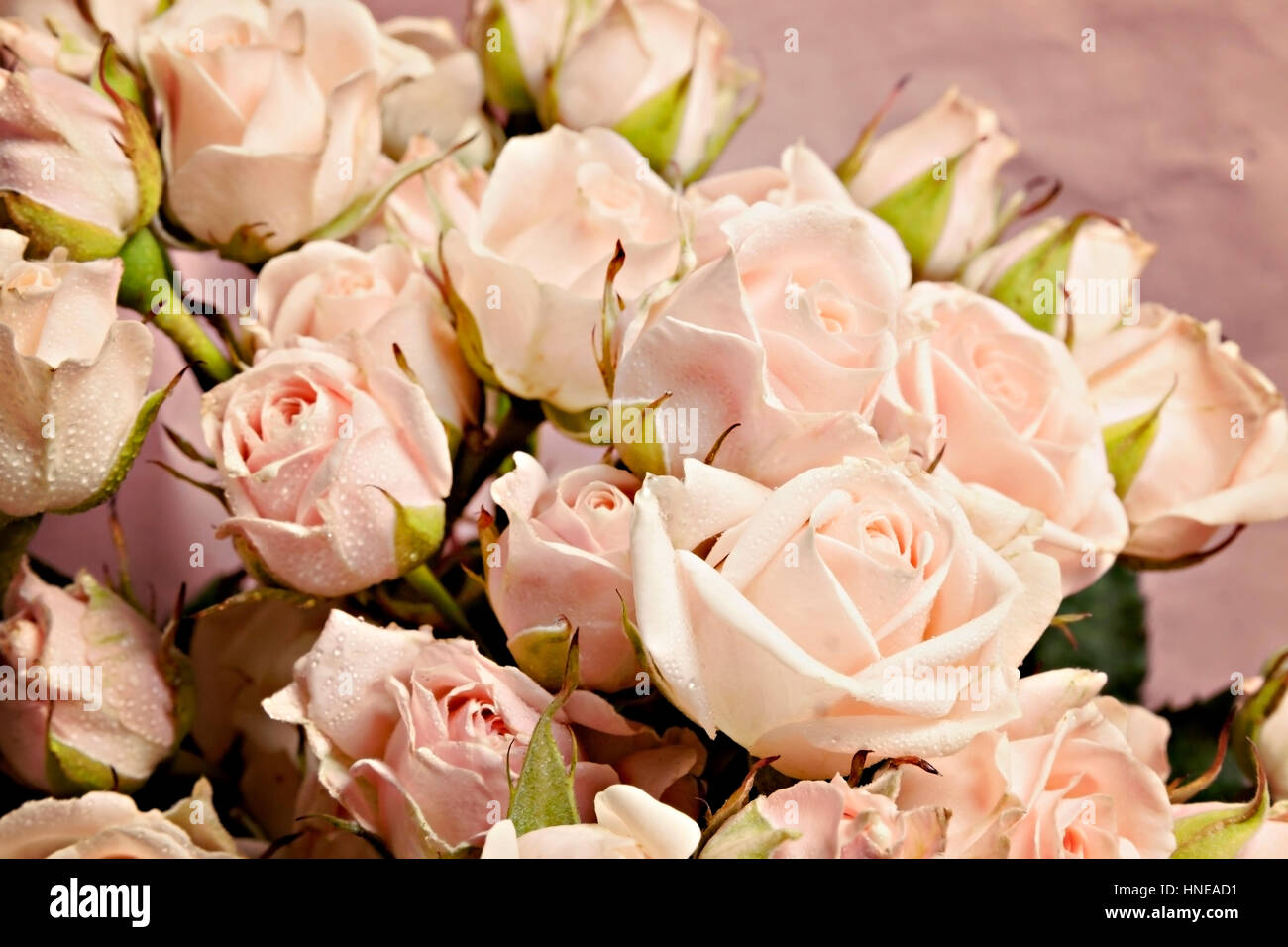 background of the many delicate little pink roses Stock Photo - Alamy