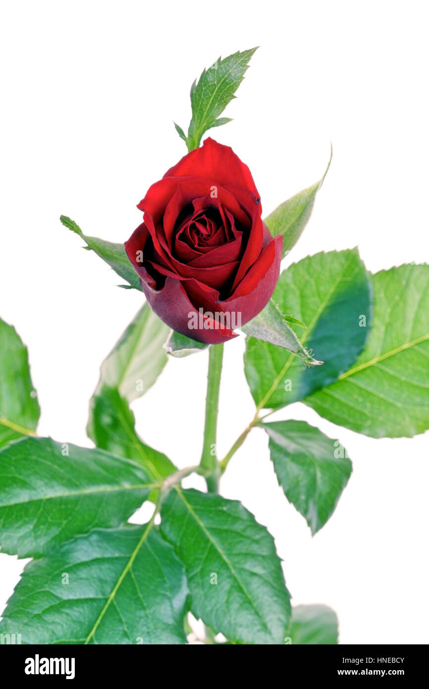 Close-up of red rose on white background Stock Photo - Alamy