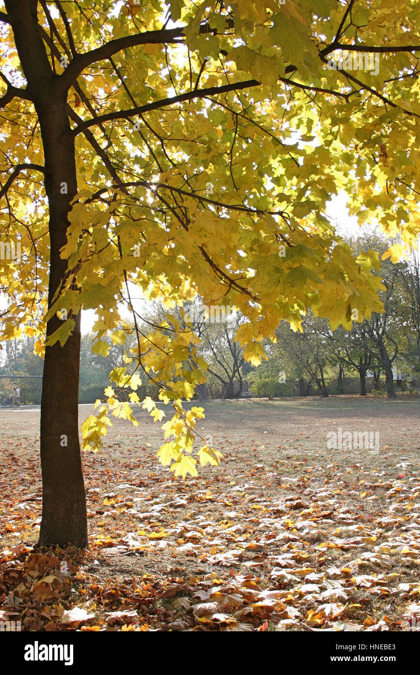 Autumn colors in the park Stock Photo - Alamy