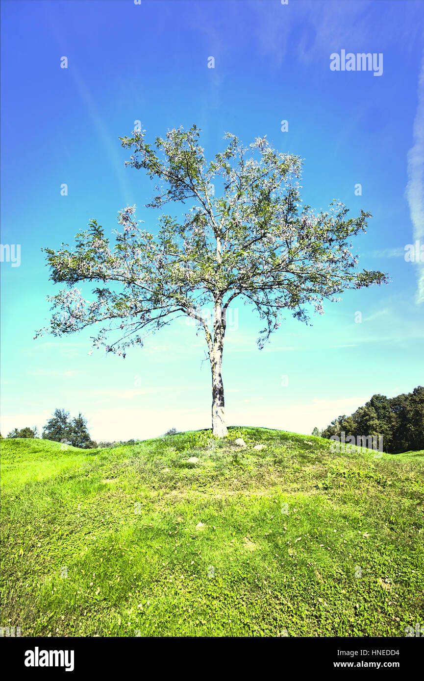 Lone tree in field Stock Photo - Alamy