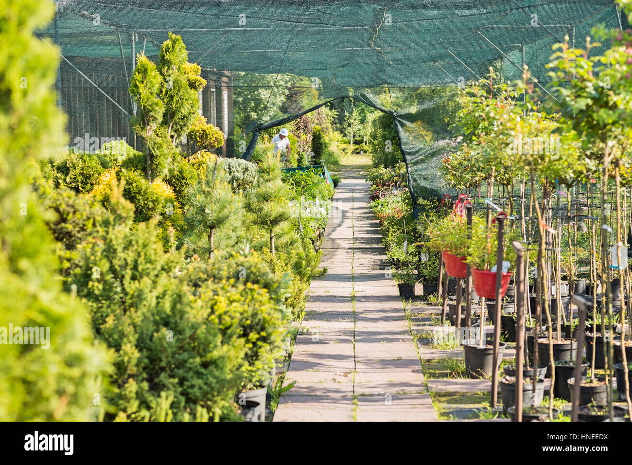 Walkway at plant nursery Stock Photo Alamy