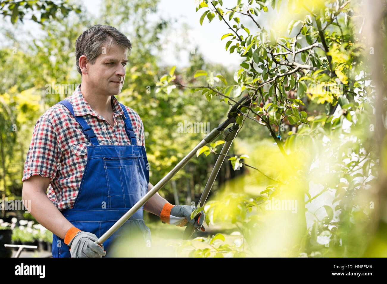 Gardener trimming tree branches at plant nursery Stock Photo Alamy