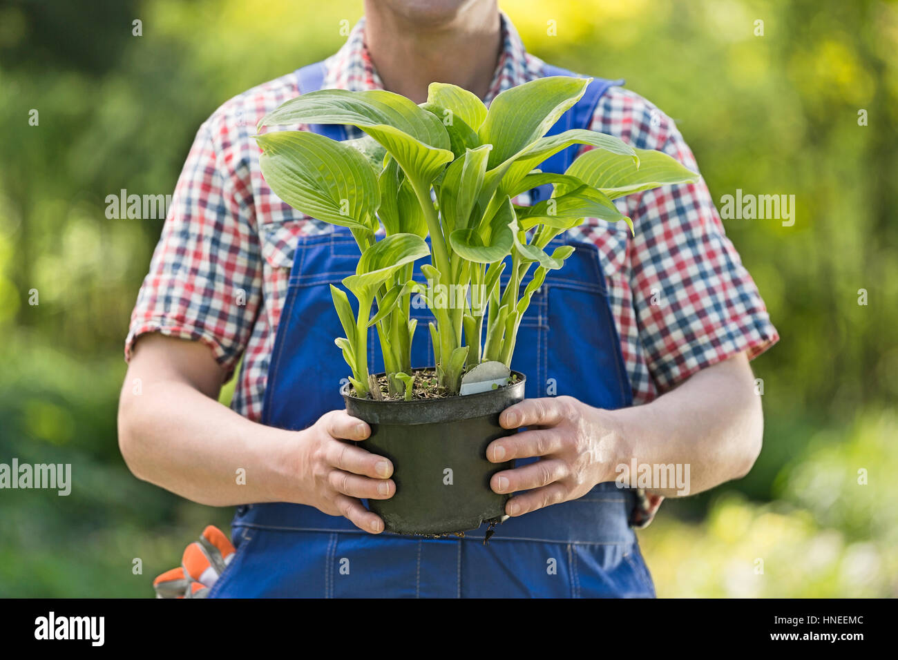 Midsection of gardener holding potted plant at nursery Stock Photo