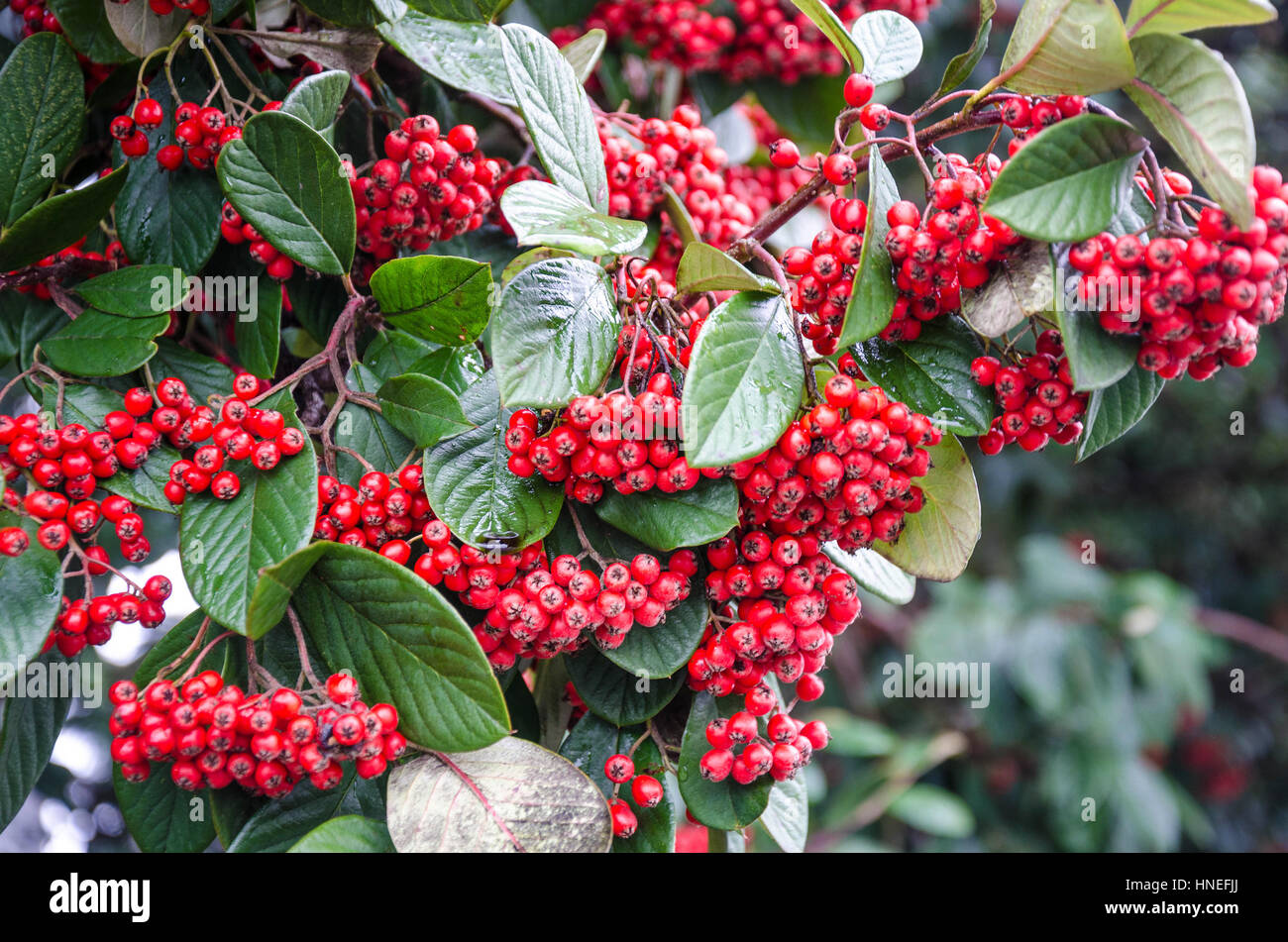Red berries on a cotoneaster plant in late winter. Stock Photo