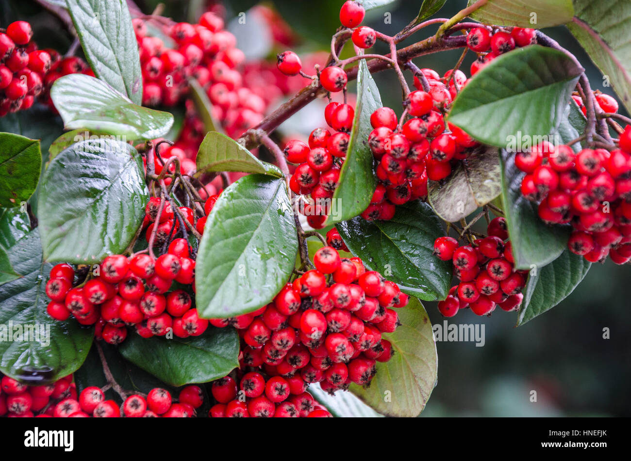 Red berries on a cotoneaster plant in late winter. Stock Photo