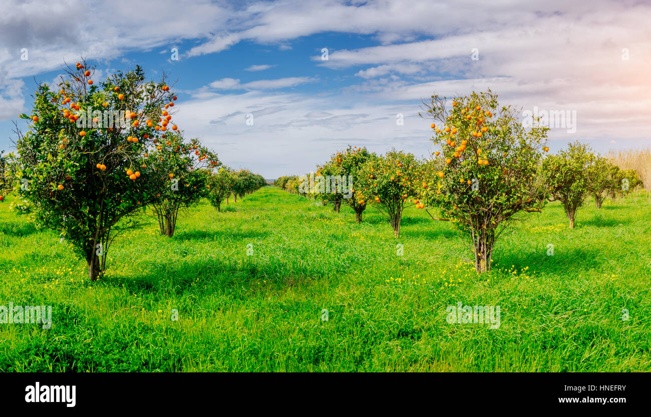 orange trees plantations Stock Photo Alamy