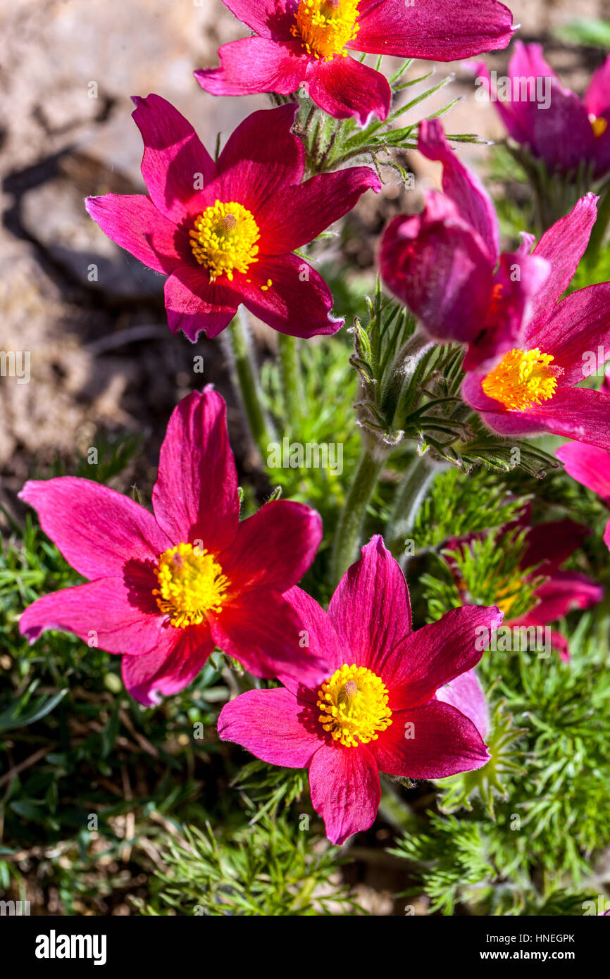 Red pasque flower Pulsatilla vulgaris Rubra Stock Photo