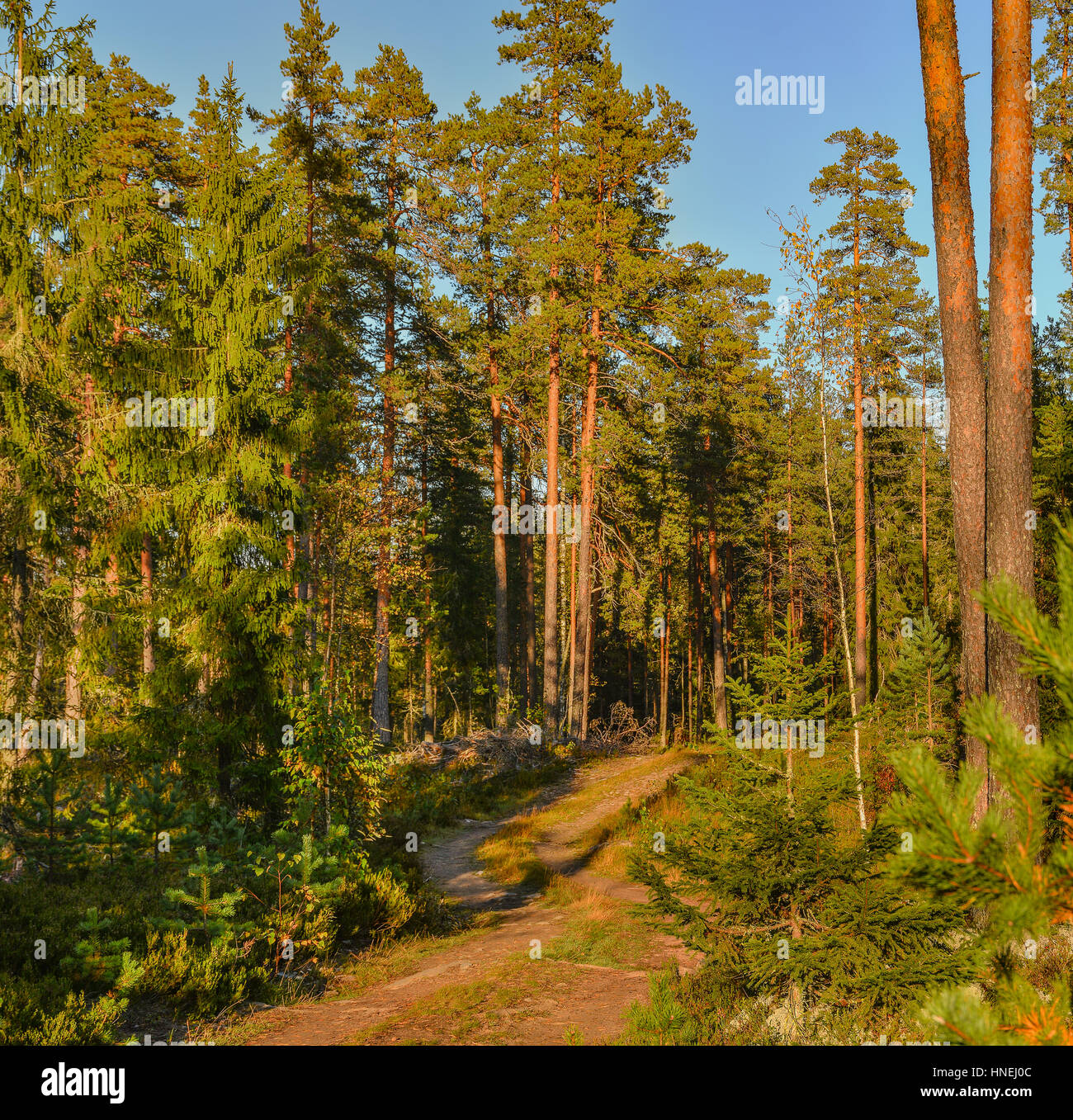 A Sunny morning in a pine forest Stock Photo - Alamy