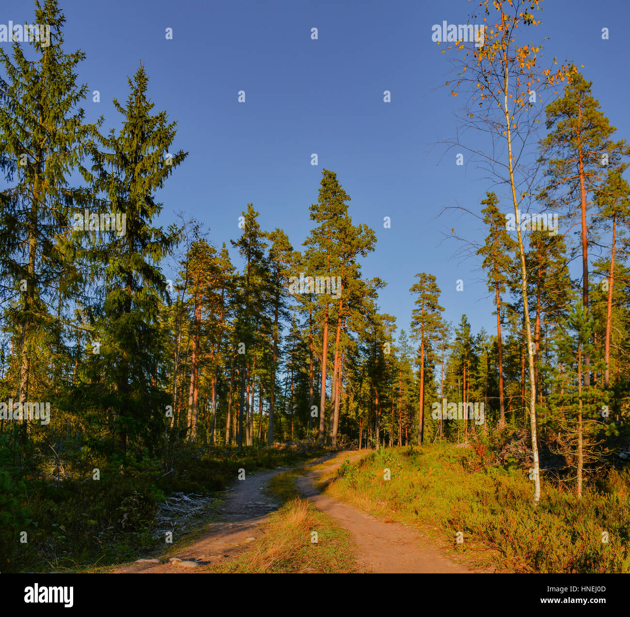 A Sunny morning in a pine forest Stock Photo - Alamy