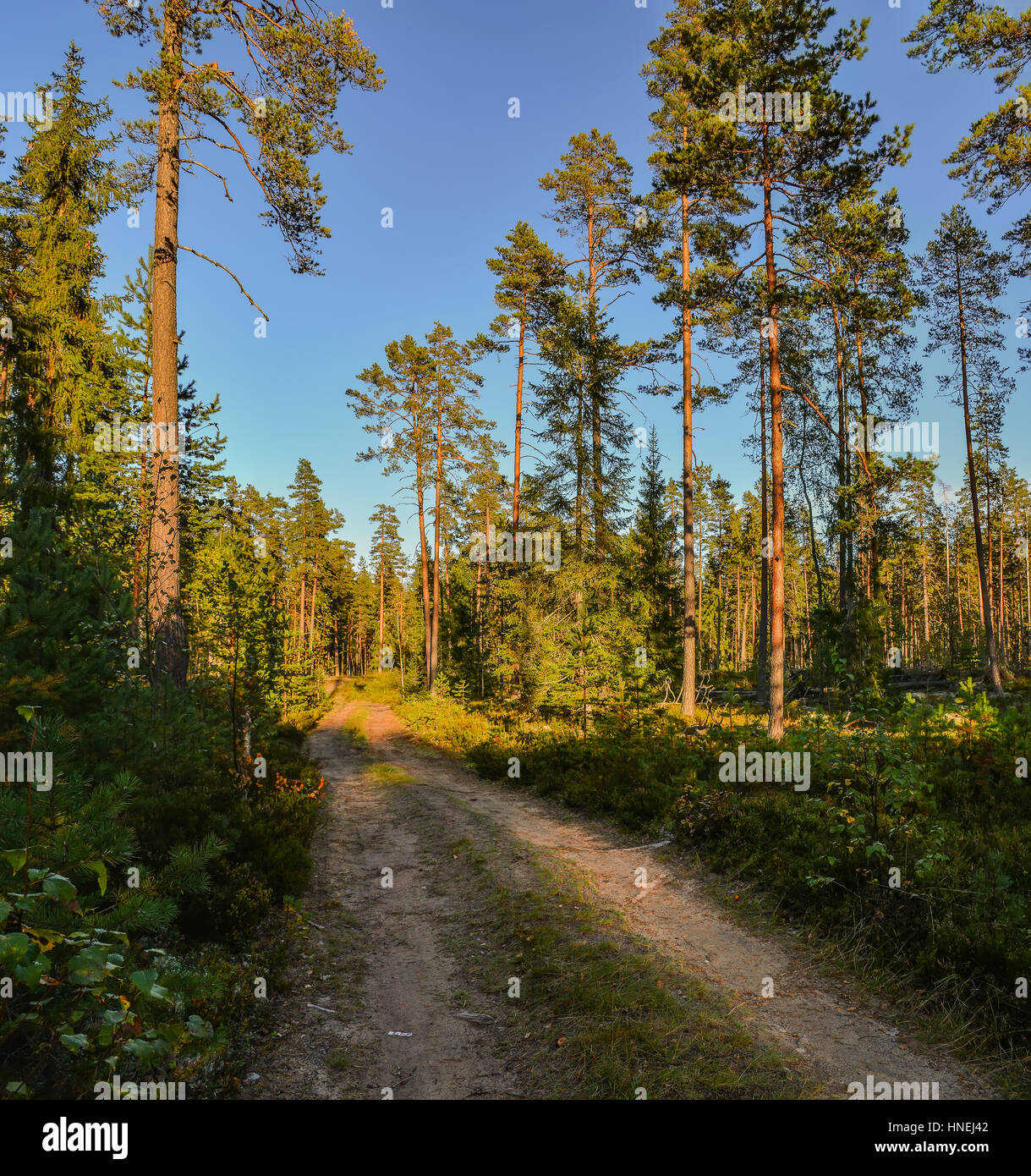 A Sunny morning in a pine forest Stock Photo - Alamy