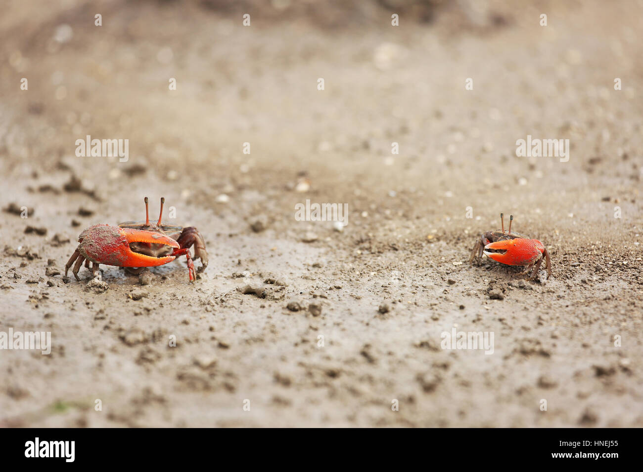 FIDDLER CRABS Stock Photo