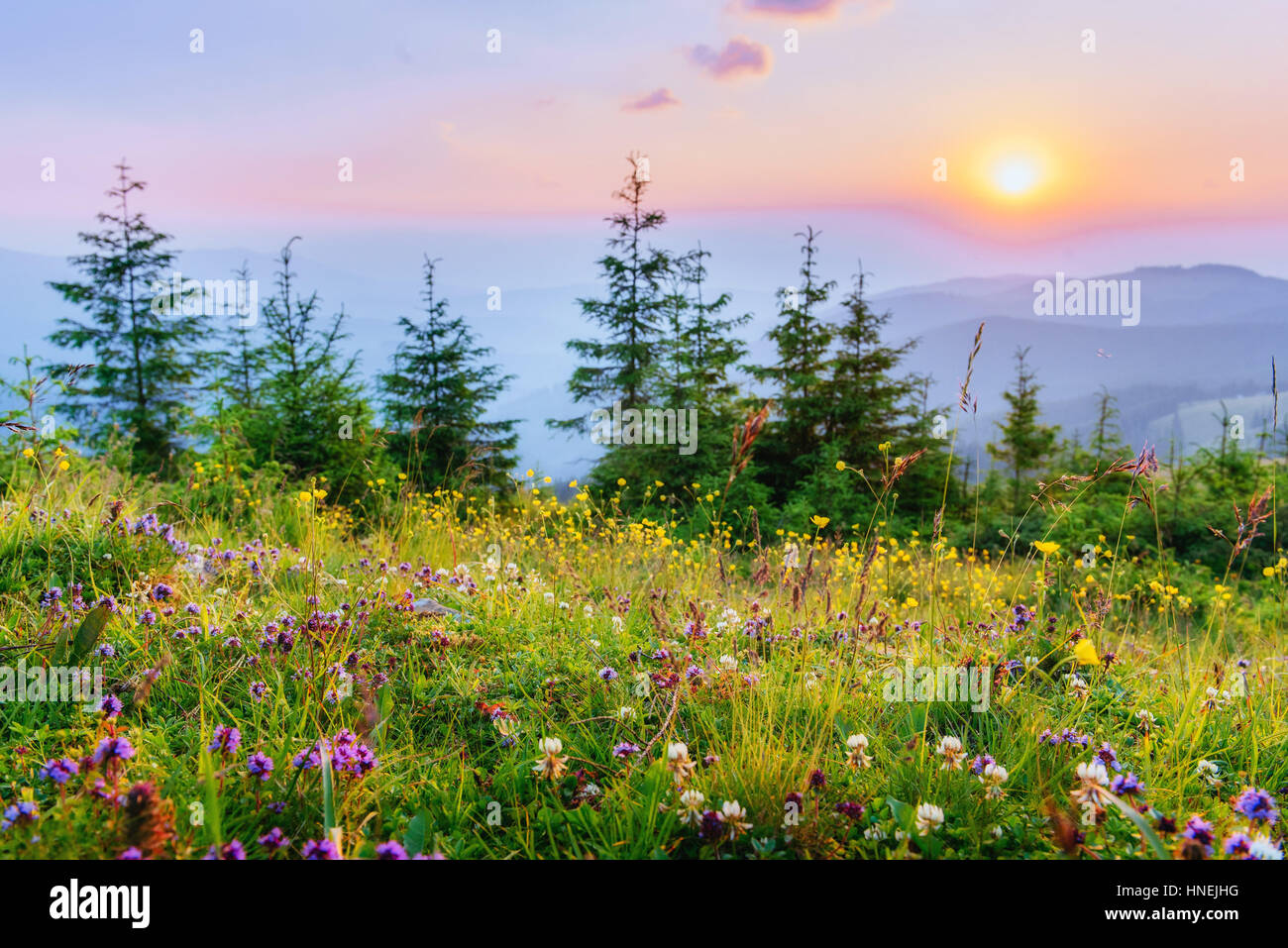 Beautiful mountain view wildflowers hi-res stock photography and images ...