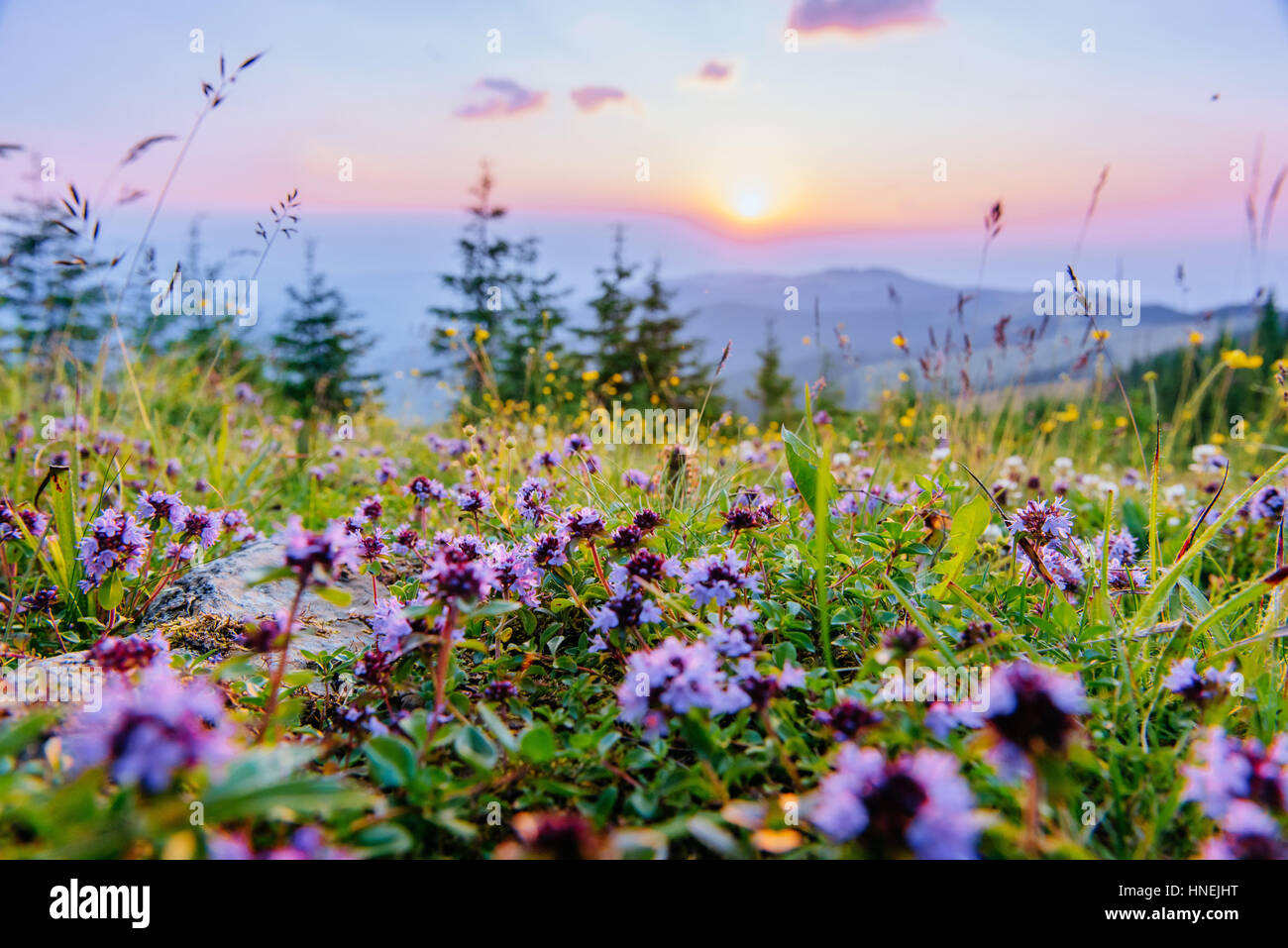 Rocky mountain wildflowers hi-res stock photography and images - Alamy