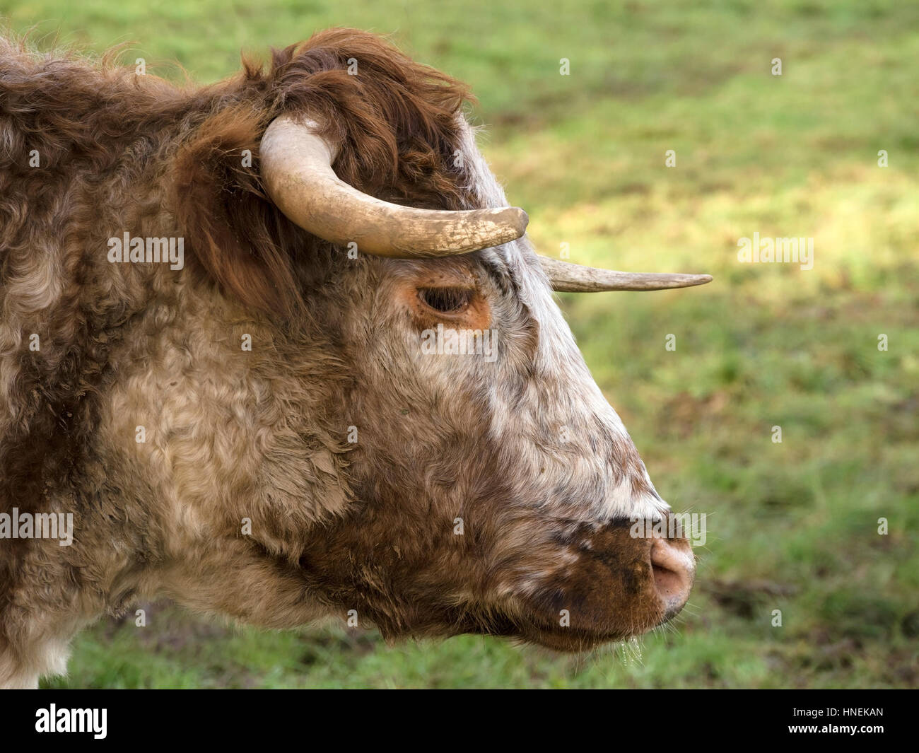 English Longhorn cow, UK Stock Photo