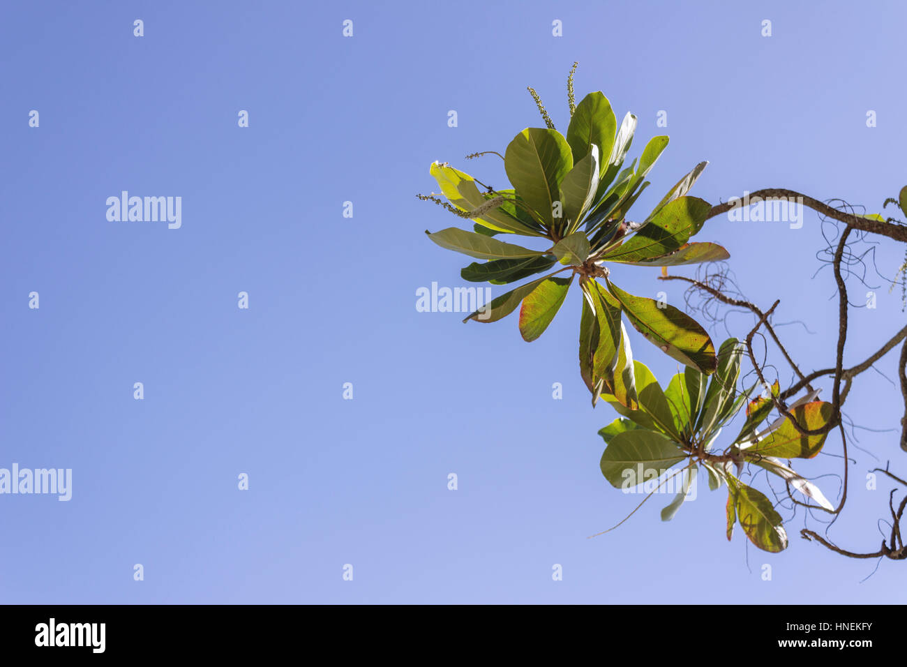 Detail of Terminalia catappa, or country almond tree leaves Stock Photo