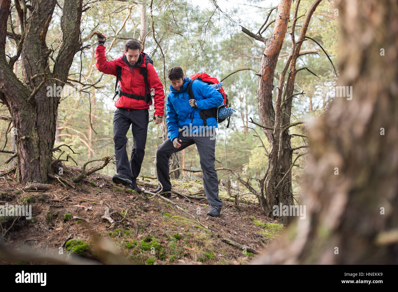 Male backpackers hiking in forest Stock Photo