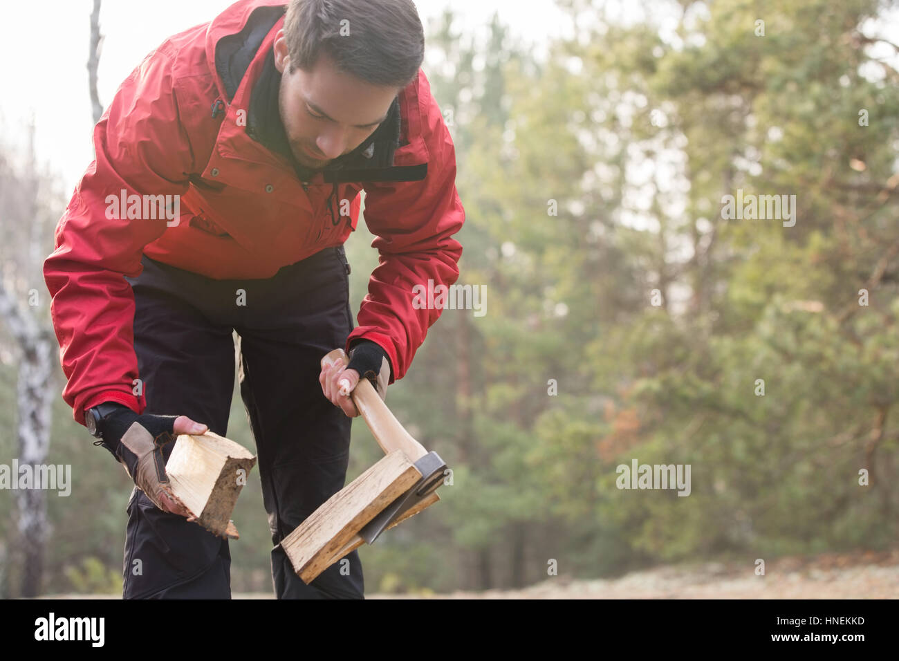 Male hiker cutting firewood in forest Stock Photo