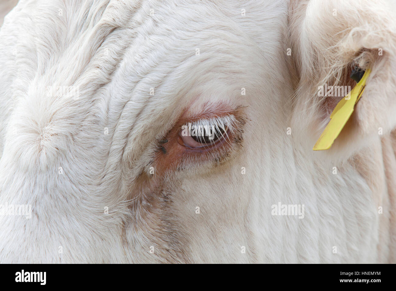 Close-up view of a Cow's eye in Essex, United Kingdom Stock Photo